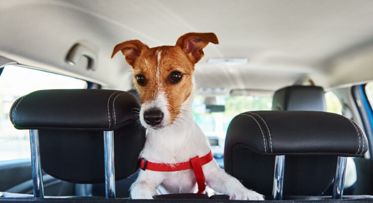 Jack Russell Terrier Dog Looking Out Car Seat